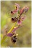 Ophrys x manfredoniae_Web.jpg