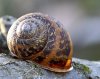 snails 1.JPG