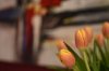 Tulipani con sfondo.jpg