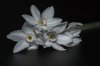 Tazette Narcissus paperwhite "Ziva"(1 di 1).JPG