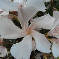 Rosamaria