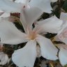Rosamaria