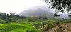 piantagioni_di_tè_cameron_highlands.jpg