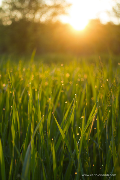 Natura all'alba - "Diamanti sull'Erba"