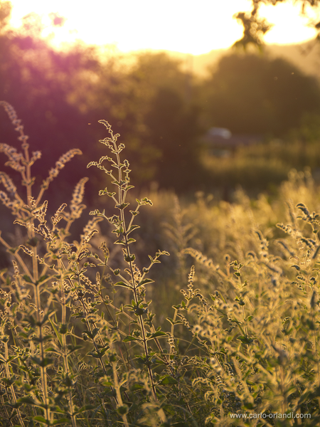 Natura al tramonto - "Luce del Tramonto"