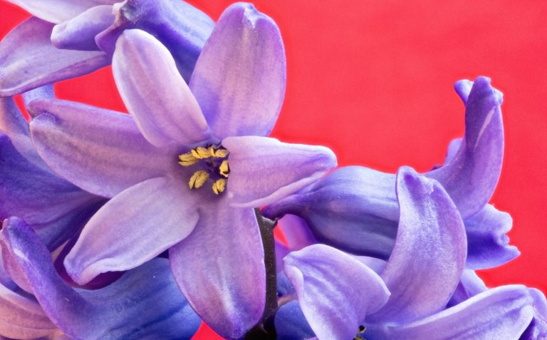 helicon focus vs photoshop helicon focus vs photoshop